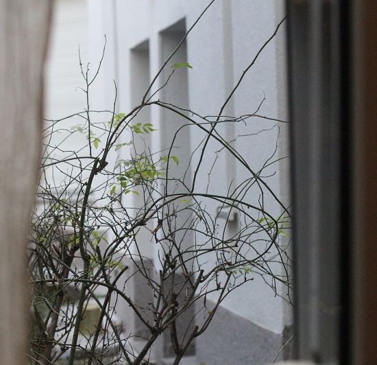 12 January