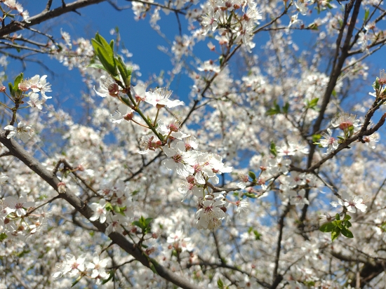 1 April