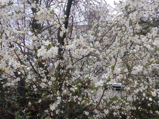 20 March